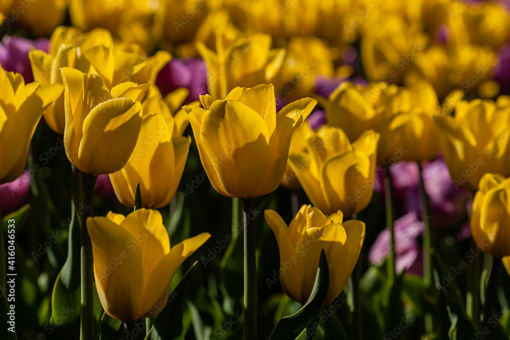 Macro of yellow tulips on a background of green grass Macro of yellow tulips on a background of green grass