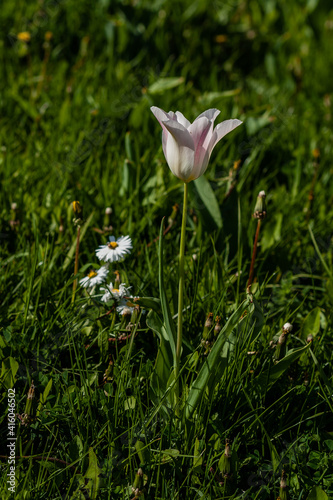 Macro of white tulips on a background of green grass