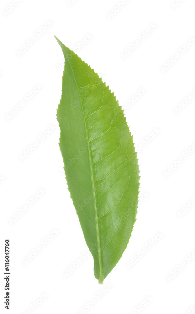 green tea leaf isolated on white background green tea leaf isolated on white background