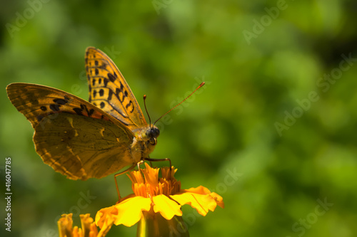 A beautiful butterfly on a yellow flower.