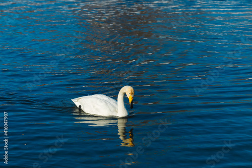 Swan swimming in water in a lake