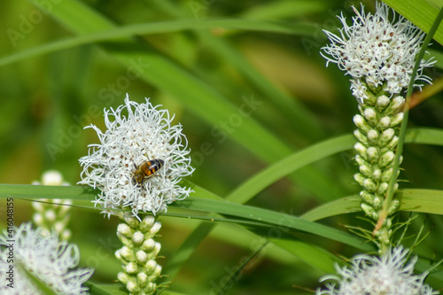 Bee pollinates flower in summer garden