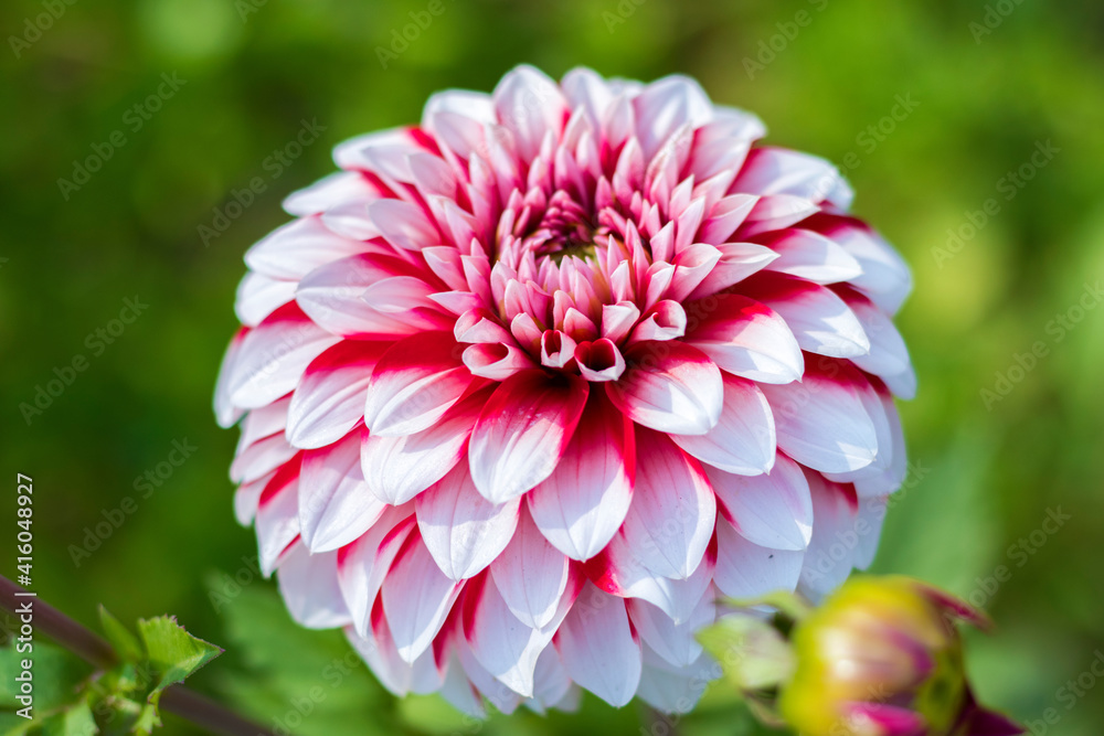 Fototapeta premium selective focus of beautiful dahlia flower. 