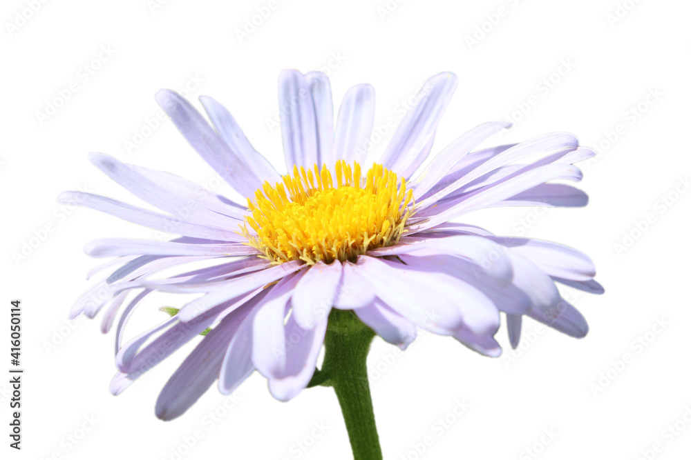 Aster purple flower with yellow center isolated on white background. Selective focus, close up