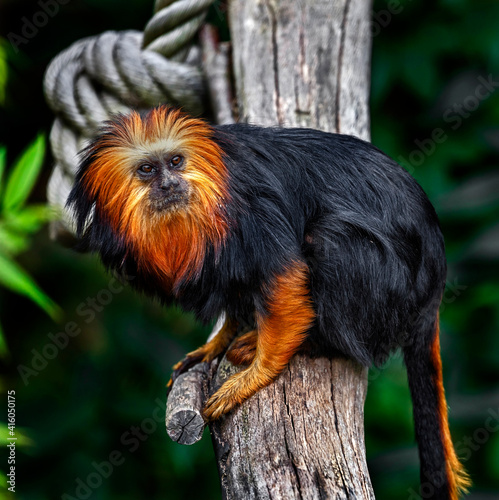 Golden-headed lion tamarin on the beam in its enclosure. Latin name - Leontopithecus chrysomelas