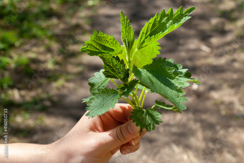 Hand holding green stinging nettle leaves