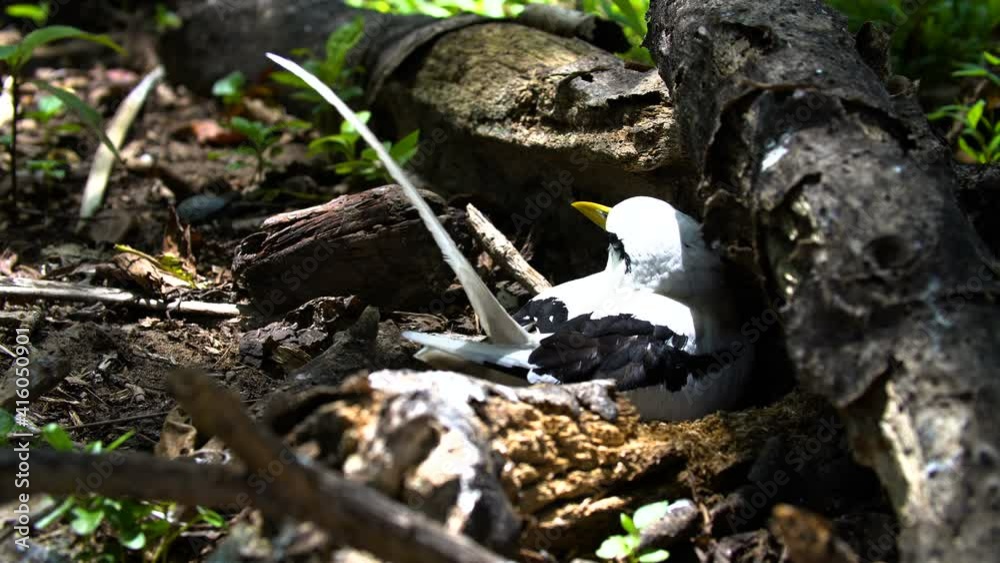 Birds of Seychelles White-tailed Tropicbird Mother and chick in a nest