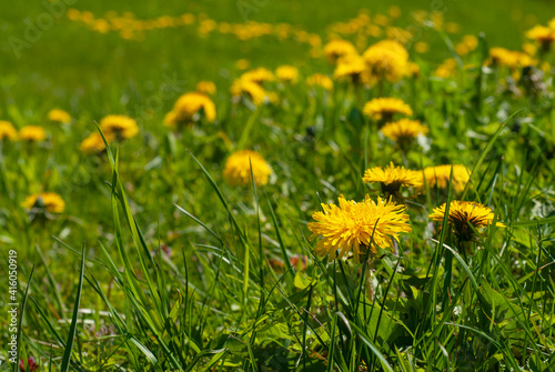 Closeup of yellow dandelion flowers in the field