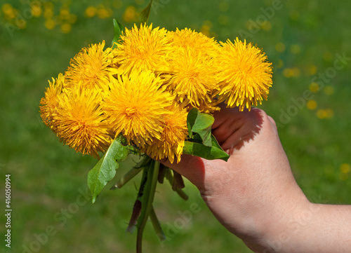 Closeup of hand holding yellow dandelion flowers