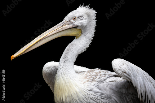 Dalmatian pelican with spread wings isolated on black. Pelecanus crispus is the largest freshwater bird with silvery white plumage and huge yellow bill.