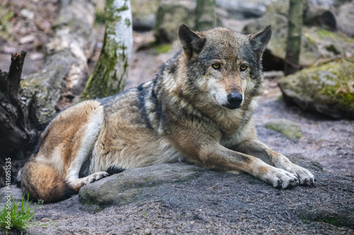 Close-up portrait of gray wolf in the forest. Beautiful predator timber or western wolf  Canis lupus  lying on the ground.