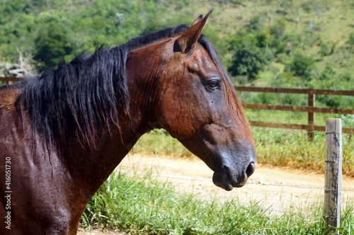 Cavalo na cidade de Tombos e início do Caminho da Luz / Brazil