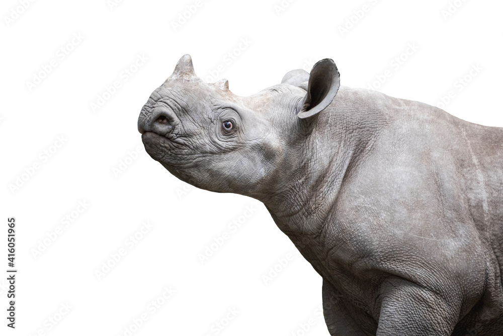 Obraz premium Black rhinoceros calf isolated on white background. Close-up portrait of the young rhino with little horns.