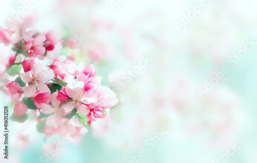 Spring soft beautiful apple blossom background