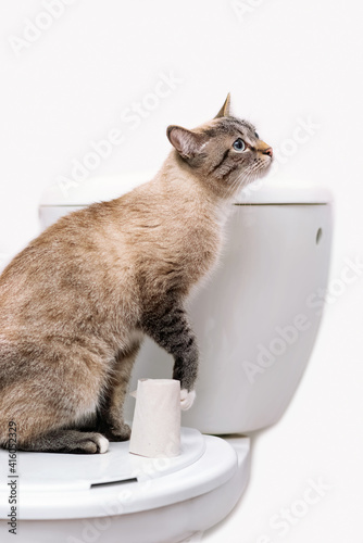 clean cat sitting on the toilet lid next to toilet paper