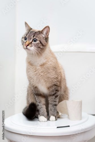 clean cat sitting on the toilet lid next to toilet paper