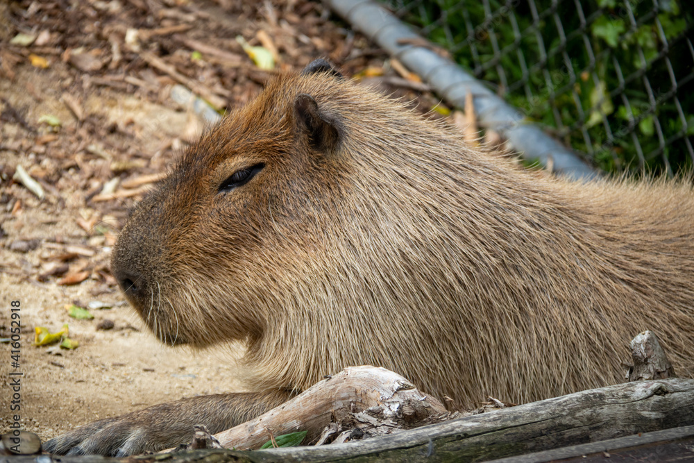 Capybara du zoo de Wellington, Nouvelle Zélande Capybara du zoo de Wellington, Nouvelle Zélande