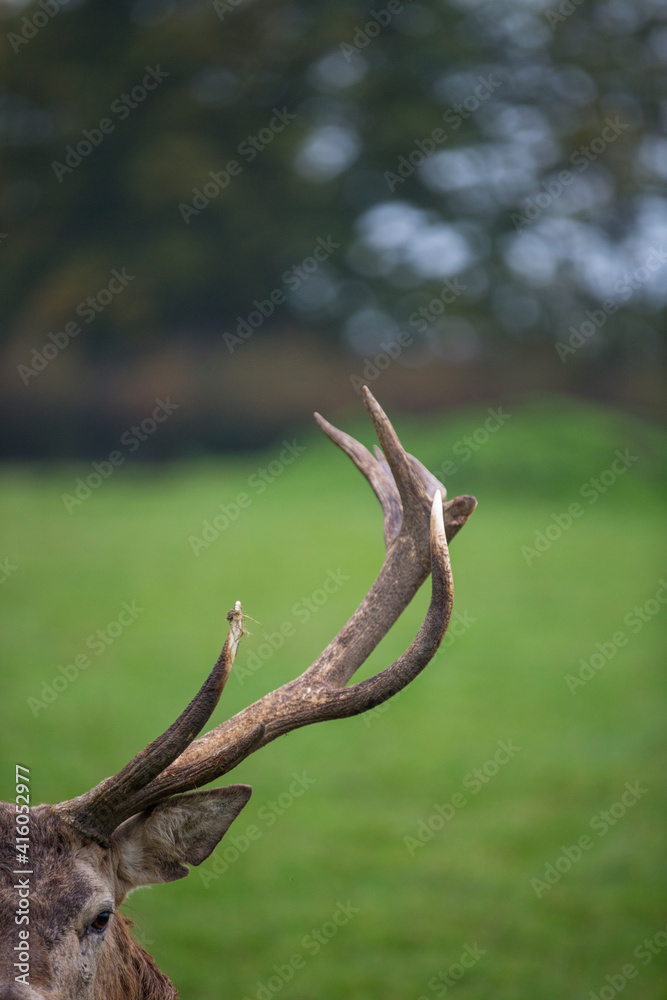 deer antler