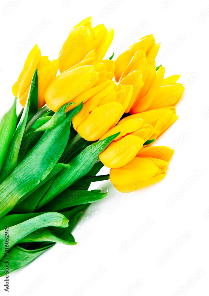 Yellow tulips on a white background Yellow tulips on a white background