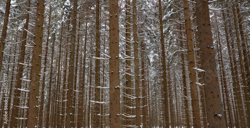 Wald im Winter - Niederösterreich