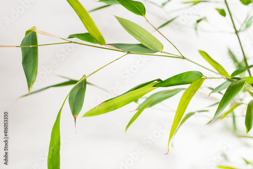 bamboo Phyllostachys bissetii  in Japanese an white background