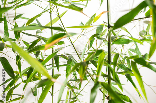 bamboo Phyllostachys bissetii, in Japanese an white background photo