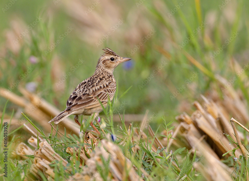 Oriental skylark.The Oriental skylark, also known as the small skylark, is a species of skylark found in the southern, central and eastern Palearctic. Oriental skylark.The Oriental skylark, also known as the small skylark, is a species of skylark found in the southern, central and eastern Palearctic.