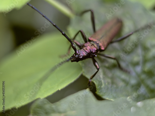 Longhorn beetle sitting on leaves with soft green background © Andreas