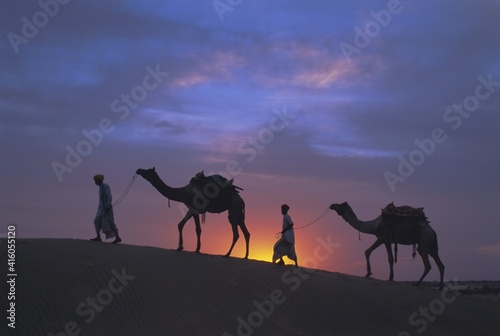 Camels silhouetted against the sunset, Thar Desert, near Jaisalmer, Rajasthan State, India, Asia photo