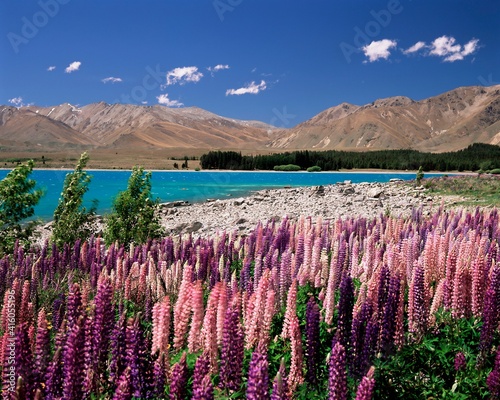 Wild lupin flowers (Lupinus) beside Lake Tekapo, Mackenzie Country, South Canterbury, Canterbury, South Island, New Zealand, Pacific