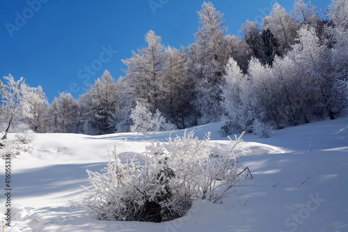 Snow-capped pine and conifer forest in the frost of winter and under a beautiful turquoise sky. © aliberti