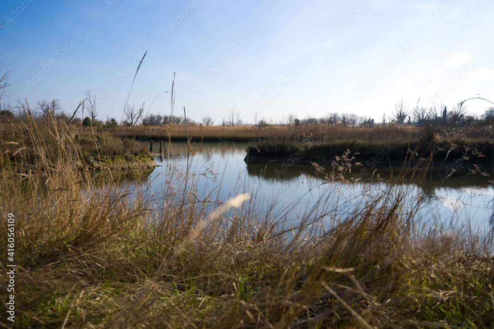 panorama of a swampy area with vegetation and water