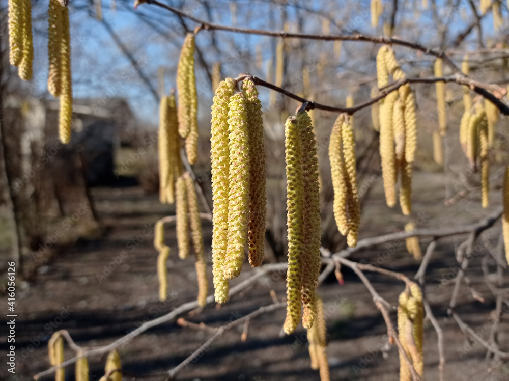 Flowers of hazel shrub. Spring awakening. Spring motif . The male kitten blossoms of the hazelnut shrub shoot from the twigs. Light brown catkins of hazel tree against blurry bright background. Flowers of hazel shrub. Spring awakening. Spring motif . The male kitten blossoms of the hazelnut shrub shoot from the twigs. Light brown catkins of hazel tree against blurry bright background.