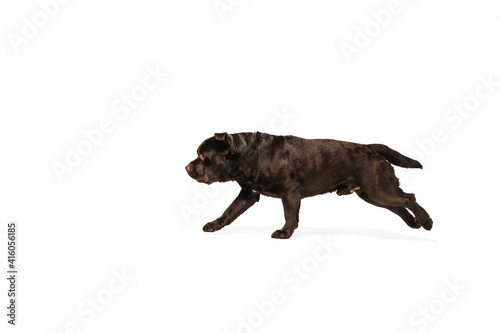 On the run. The brown  chocolate labrador retriever playing on white studio background. Young doggy  pet looks playful  cheerful  sincere kindly. Concept of motion  action  pet s love  dynamic.