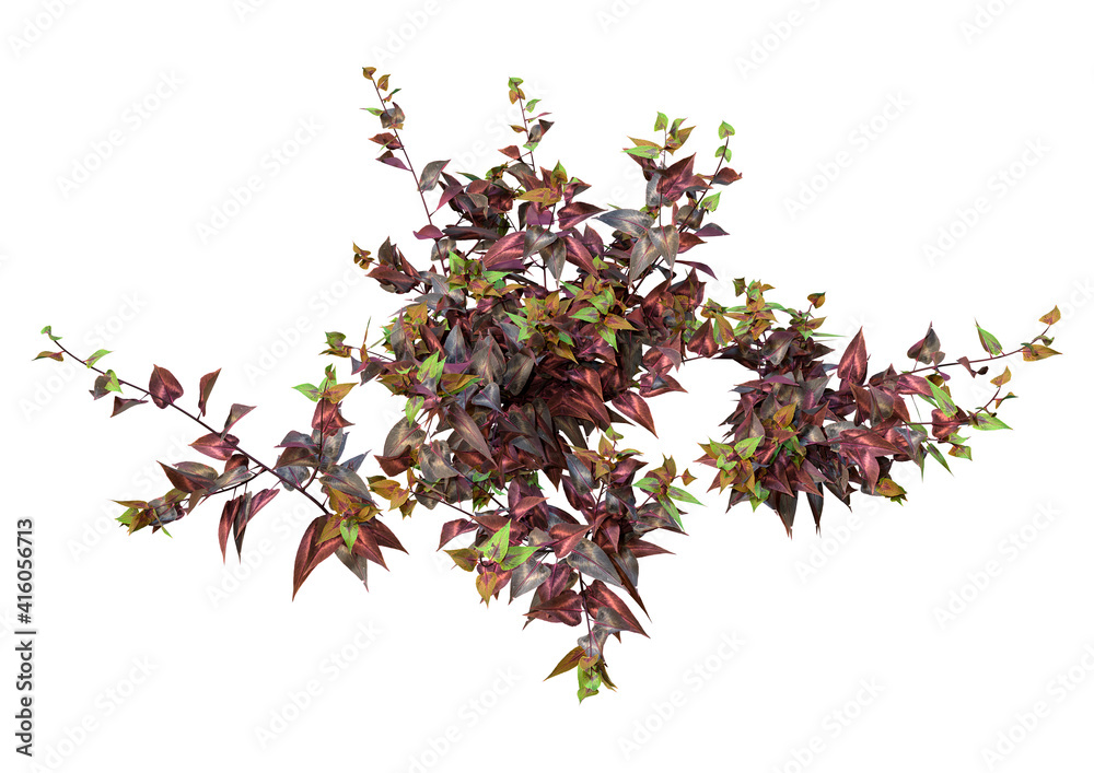 3D Rendering Persicaria Plant on White