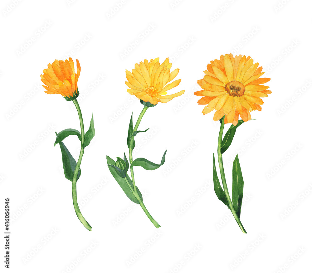 Three calendula flower plants isolated on white background. Watercolor hand painted illustration. Perfect for medical design, herbal card, print, poster.