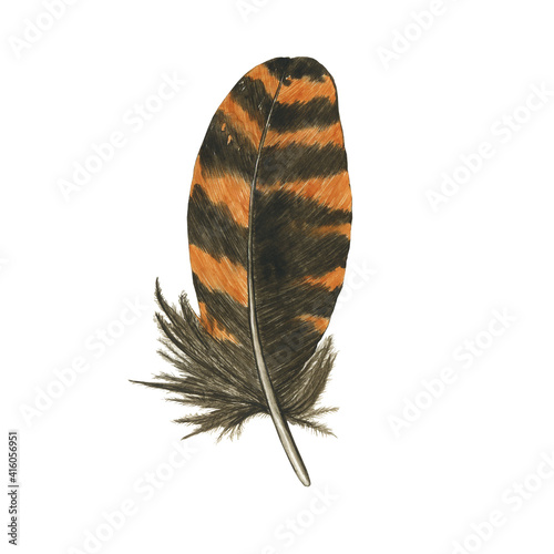 Canvas Print Striped feather of owl or woodcock isolated on white background