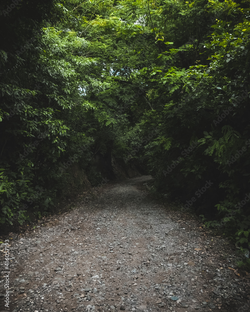 Fototapeta premium Camino arbolizado