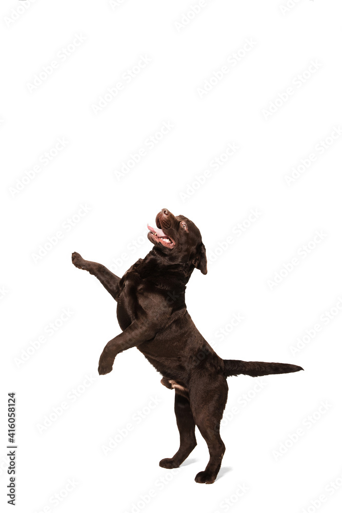 Mad. The brown, chocolate labrador retriever playing on white studio background. Young doggy, pet looks playful, cheerful, sincere kindly. Concept of motion, action, pet's love, dynamic.
