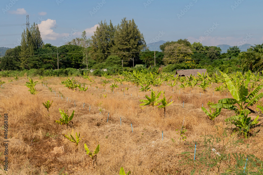 The banana trees were planted in the dried grass field with lines of blue water sprinkler. The banana trees were planted in the dried grass field with lines of blue water sprinkler.