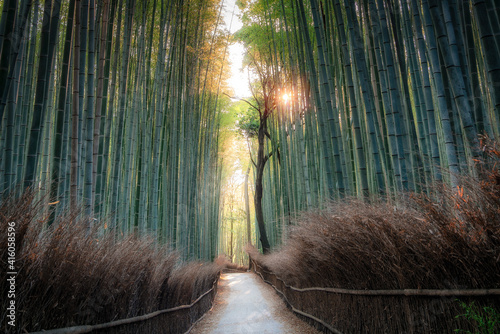 Arashiyama Bamboo Grove forest and famous path in Kyoto Japan. Soft morning shot golden hour with sun bursting through the bamboo stalks