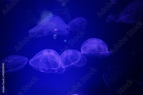 jellyfishes 