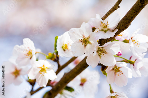 ソメイヨシノ_桜