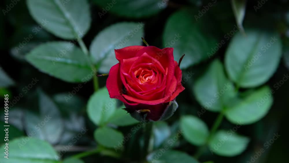 Timelapse of Coral Rose Growing Blossom from Bud to Flower on Green Leaves background. Romantic Symbol of Red Rose Timelapse of Coral Rose Growing Blossom from Bud to Flower on Green Leaves background. Romantic Symbol of Red Rose