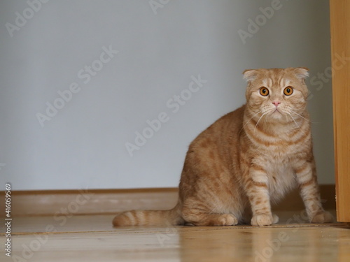 scottish fold yellow cat at home