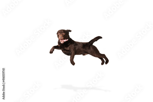 Getting mad. The brown  chocolate labrador retriever playing on white studio background. Young doggy  pet looks playful  cheerful  sincere kindly. Concept of motion  action  pet s love  dynamic.