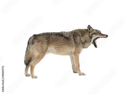 gray wolf with open mouth isolated on white background © fotomaster