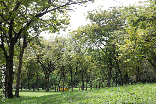 Green tree forest in city public park with green meadow grass