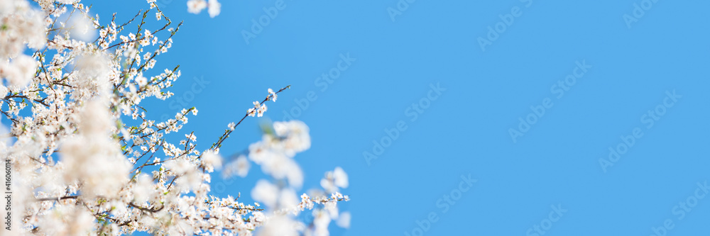 Banner 3:1. White cherry blossom sakura in spring time against blue sky. Nature background. Soft focus Banner 3:1. White cherry blossom sakura in spring time against blue sky. Nature background. Soft focus