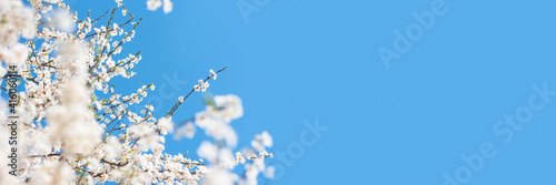 Banner 3:1. White cherry blossom sakura in spring time against blue sky. Nature background. Soft focus